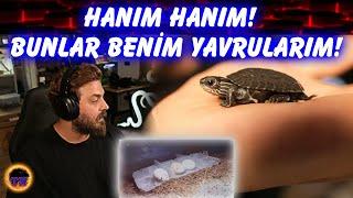 TÜM KAPLUMBAĞALAR YUMURTADAN ÇIKTI !! | Elraen'in Himayesinde Doğan Kaplumbağalar