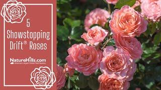 5 Showstopping Drift Roses | NatureHills.com