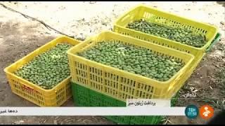 Iran Olive harvest & Olive oil, Tarom county برداشت زيتون و روغن زيتون طارم ايران