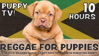 SCIENTIFICALLY PROVEN: 10 Hours of playful, calming Reggae & Soft Rock for puppies