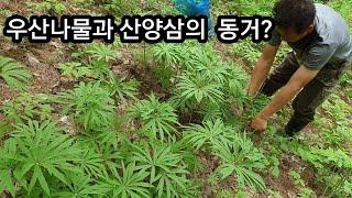 우산나물과 산양삼과의 동거?