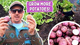 HOW TO DOUBLE YOUR POTATO HARVEST! | 3 EASY TIPS