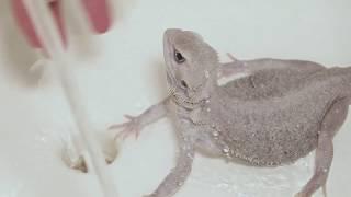 How to Bathe and Wash your Bearded Dragon