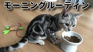 生後4ヶ月の猫のモーニングルーティン【アメリカンショートヘア】Cat morning routine