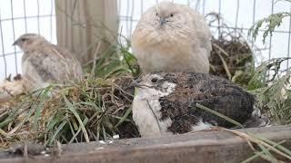 Coturnix Quail | What Healthy & Natural Behavior Looks Like