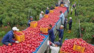 Harvest Paradise  Watch 50+ Times Farmers Picked the Most Delicious Fruits and Vegetables