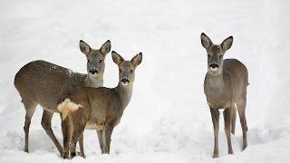 Rehwild im Februar