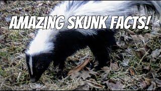 Amazing Skunk Facts, Secrets Behind Nature’s Stinky Defenders! #animals #skunks #wildlifeeducation