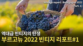 [Eng.Sub] 프랑스 부르고뉴 2022 빈티지 리포트 1편