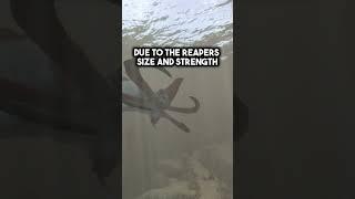 What Does A Reaper Leviathan Taste Like?