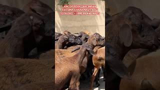 Манзил Сурхондарё Доставка Бор