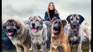 4 WOLF KILLERS TOGETHER! - Caucasian Shepherd, Alabai, Kangal & Iranian Sarabi