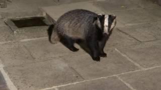 Ralph badger is caught being naughty - very funny.