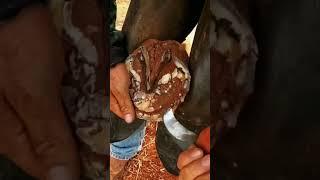 Big compilation of horse hoof trimming #horse #asmr #satisfying