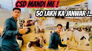 Aj hum CSD mandi gay️! Mandi me 50 lakh ka janwar 