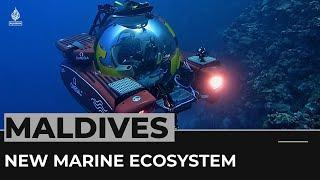 Trapping Zone: Maldives expedition uncovers new marine ecosystem