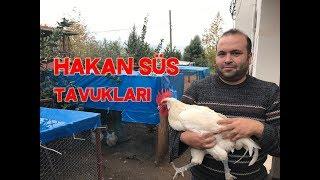 Hakan Süs Tavukları