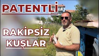 21 KUPA SAYISIZ BİRİNCİ'LİK EGE'NİN İNCİSİ - MEHMET OLCAR KÜMES ZİYARETİ OYUNKUŞU UÇUMU