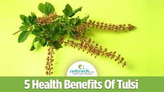 5 Amazing Benefits Of Tulsi/Holy Basil