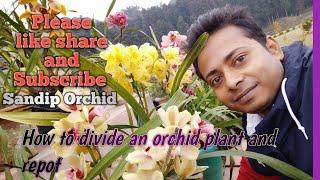 How to divide an orchid plant and repot#sandiporchid