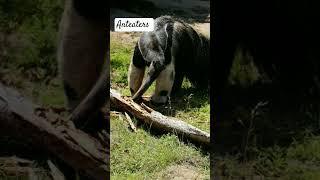 Anteaters #animals #amazingfacts #animalfacts #facts #anthunter