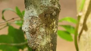 Mossy leaf-tailed gecko (Uroplatus sikorae)