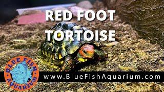 Red Foot Tortoise (Geochelone carbonaria) Rundown