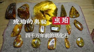 【乌克兰SG】虫珀 恐龙复活指日可待 琥珀之魂 告诉您教科书上看不到的东西 Инклюз|Насекомое в янтаре|琥珀蜜蜡|Insects|乌克兰琥珀|乌克兰蜜蜡|昆虫包裹体