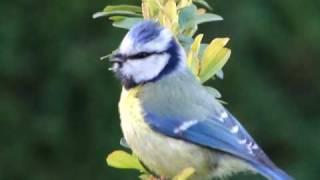 Blue Tit Singing