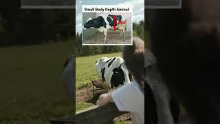 Linear Conformational Traits Part 10 | Body Depth | Bull cow bufallo livestock selection | @drvijay