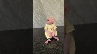 #babymonkey #monkey Duke