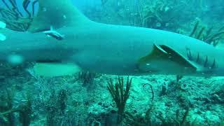 This nurse shark really wants my lionfish