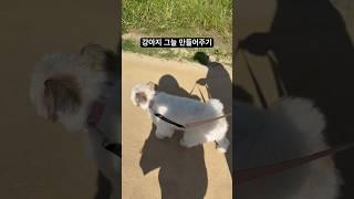 요즘 산책 시 필수