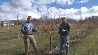 How to Prune Peach Trees