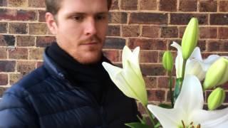 George shows us how to remove pollen from lilies, before the anther opens