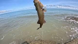 Epic Rock Fishing: Hard-Fighting Coral Trout & Mystery Monster Strike