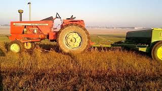 I plant a cover crop after a cover crop!