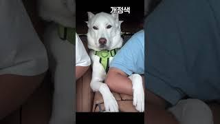 The Puppy That Flatly RefusesㅣJindo Dog The Ice Prince