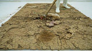 This Rug Was a Health Hazard… Look What We Found - Carpet Cleaning