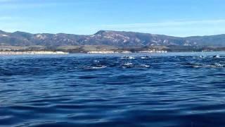 Santa Barbara Coastline - Dolphins!