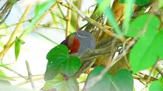 Laughingthrush Chestnut capped 148