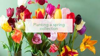 Planting a collection of tulip bulbs from Peter Nyssen