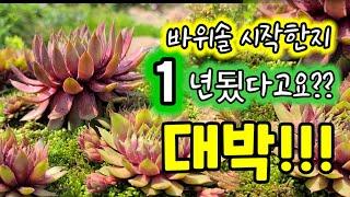 바위솔 시작 1년됬다고요? 대박! 믿어지지 않아요