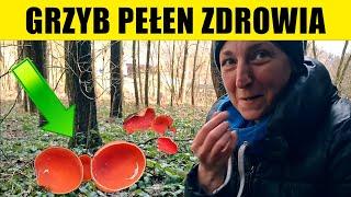  CZARKA – PIERWSZY ZWIASTUN WIOSNY! 