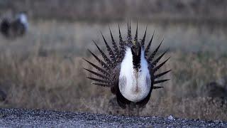 Greater Sage Grouse Shows off Impressive Mating Display || ViralHog