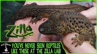 YOU'VE NEVER SEEN REPTILES LIKE THESE AT THE ZILLA LAB!