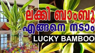 ലക്കി ബാംബൂ | LUCKY BAMBOO as indoor plant |