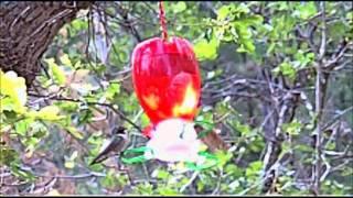 Humming Birds at our campsite at Bonito Hollow RV Park & Campground, New Mexico (SloMo)