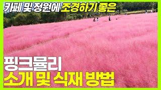 키우기 쉽고 아름다운! 핑크뮬리 소개 및 식재 방법 (카페 및 정원 조경에 적합)