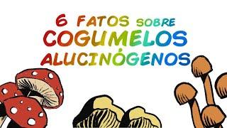 6 FATOS SOBRE COGUMELOS MÁGICOS E PSILOCIBINA